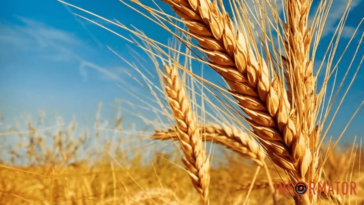 Щоб росія більше не привласнювала: G7 розробляє схему ідентифікації українського зерна