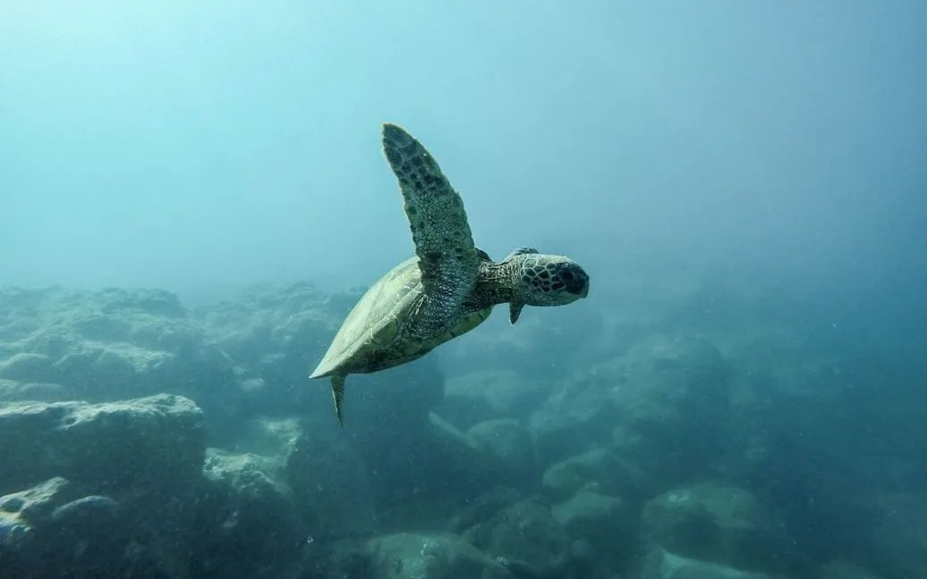 Всесвітній день морських черепах