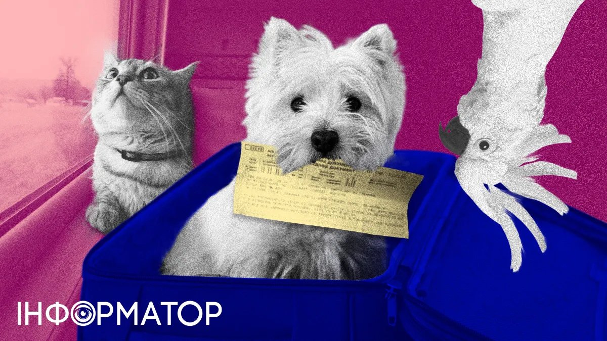 Як перевозити потягом кота, собаку чи пташку: інструкція від Укрзалізниці
