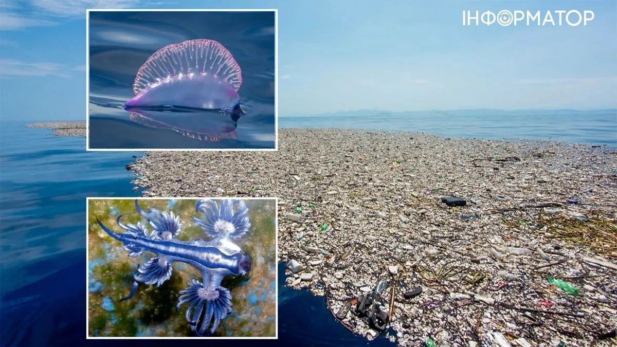 6 удивительных существ, обитающих в тихоокеанском мусорном пятне — фото