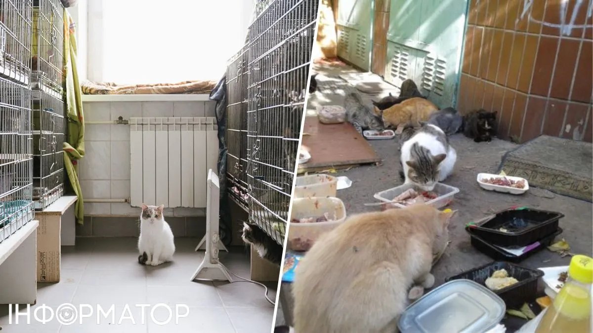 За обращение с животными, как в Украине, в Европе огромные штрафы - волонтер