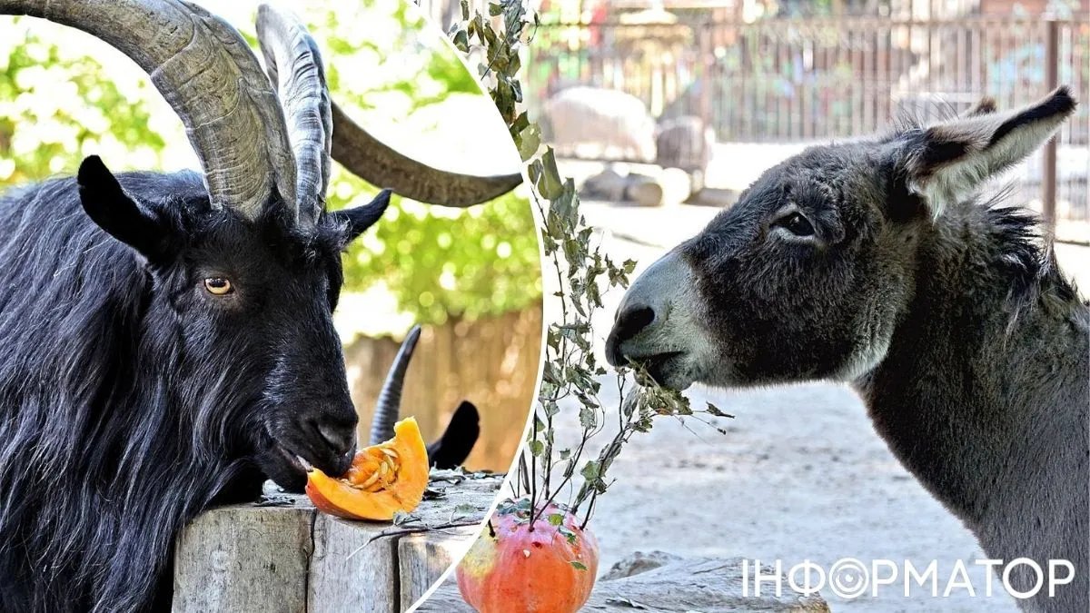 Гарбузовий вікенд у київському зоопарку: коли можна побачити частування яків та в'єтнамських свинок